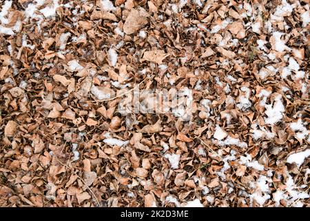 Dry fallen leaves on the ground. Slightly covered with snow leaves. Background of leaves, texture Stock Photo