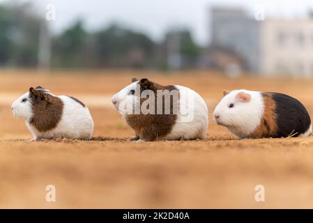 Three cute guinea pigs in the open air Stock Photo