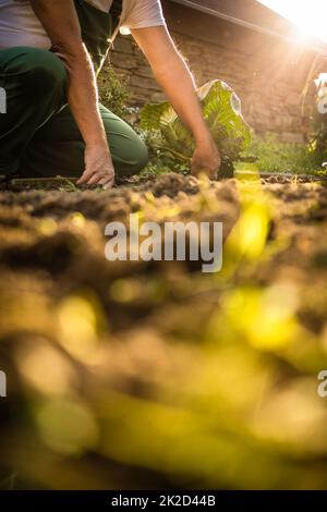 Senior gardener gardening in his permaculture garden - harvesting cabbage Stock Photo