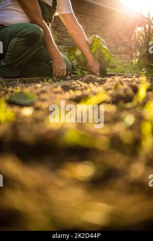Senior gardener gardening in his permaculture garden - harvesting cabbage Stock Photo