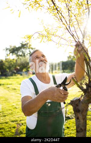 Senior gardener gardening in his permaculture garden - pruning trees Stock Photo