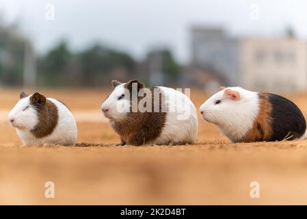 Three cute guinea pigs in the open air Stock Photo