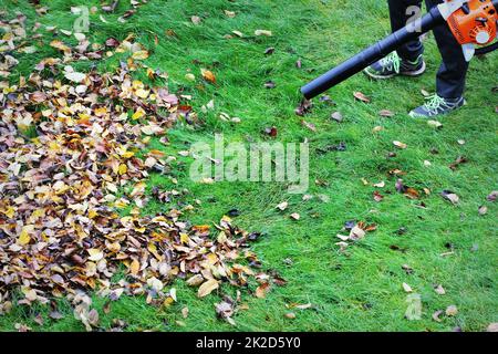 Gardener clearing up the leaves using a leaf blower tool Stock Photo