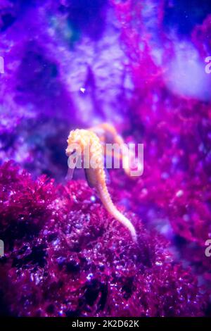 yellow tang fish swimming in ocean Stock Photo