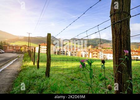 Selective focus on old wooden pole of wire fence on blur green grass field and city in valley. Fence of green animal grazing pasture beside the road. Pink flower on blur barbed wire, and grass field. Stock Photo