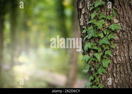 Tranquil natural background with ivy growing on a tree trunk in summer nature Stock Photo