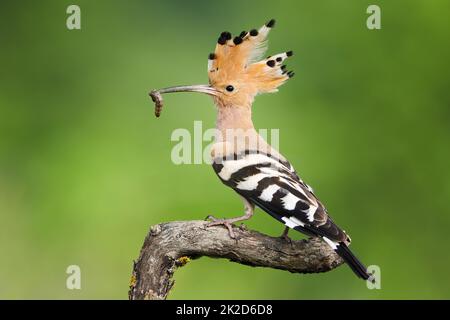 Premium Photo | Eurasian hoopoe bird on a tree branch in rainforest