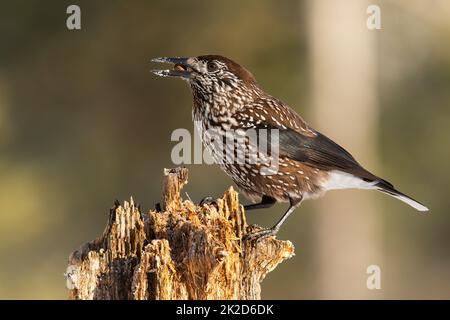 Spotted nutcracker sitting on wood in spring nature Stock Photo