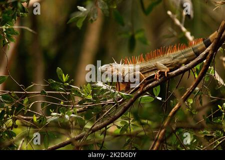 Wild green iguana with spiky back lying on branch in jungle of Costa Rica Stock Photo