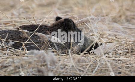 wild boar lying on dry grassland in springtime nature Stock Photo