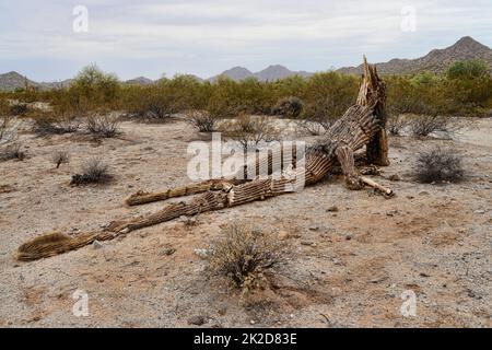 Dead and fallen Saguaro Sonora Desert Arizona Stock Photo