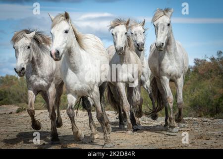 Herd of white horses are taking time on the beach. Image taken in Camargue, France. Stock Photo