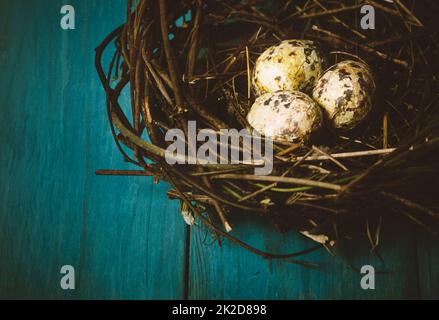 Eggs in Nest Stock Photo