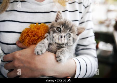 Scottish straight kitten Stock Photo