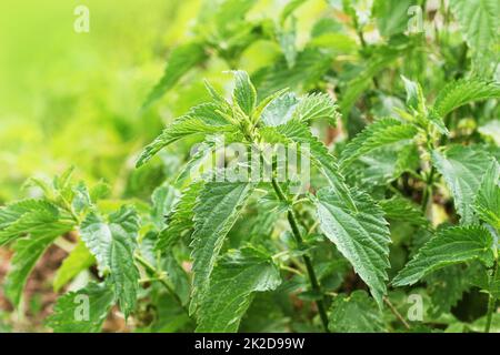 Urtica dioica, often called common nettle or stinging nettle Stock Photo