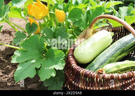 Zucchini plants in blossom on the garden bed. Full basket of fresf squash Stock Photo