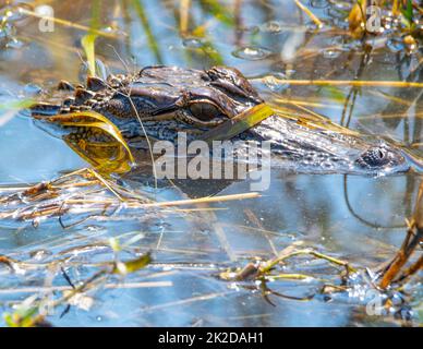 American Alligator Head sitting above the water in a swamp. Stock Photo