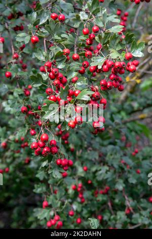 Red Hawthorn (Crataegus) berries in autumn. The plant is also known as Quickthorn, Thornapple, Whitethorn, Mayflower or Hawberry. Stock Photo