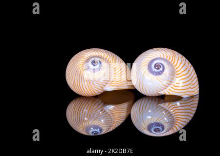 Two sea shells of marine snail isolated on black background, reflection Stock Photo