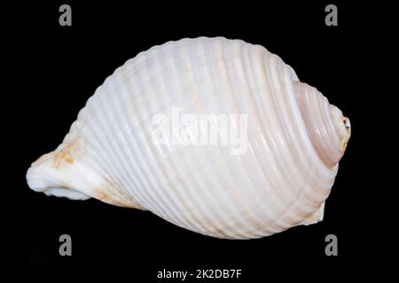Sea shell of marine snail  isolated on black background, close up Stock Photo