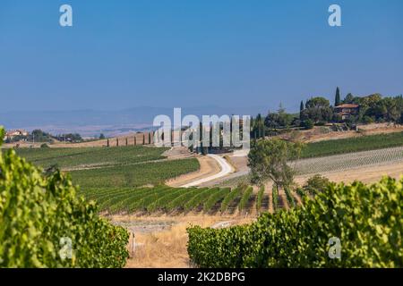 Tuscany's most famous vineyards near town Montalcino in Italy Stock Photo