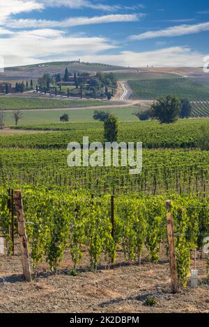 Tuscany's most famous vineyards near town Montalcino in Italy Stock Photo