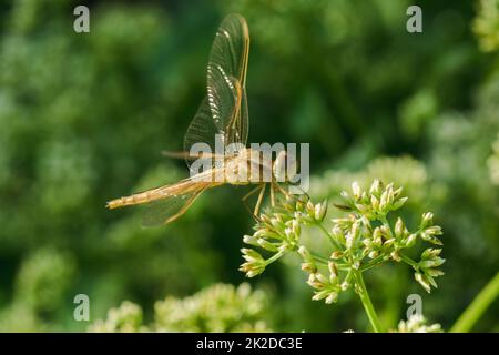 yellow dragonfly on flower Stock Photo