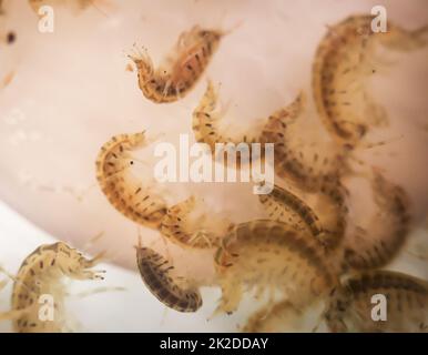 Many crayfish in a plastic container. Stock Photo
