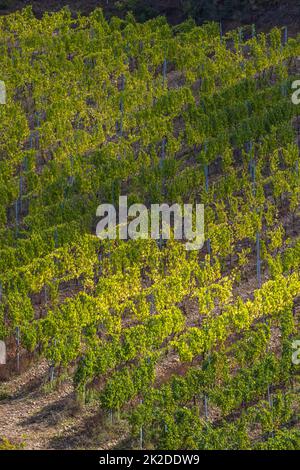 Tuscany's most famous vineyards near town Montalcino in Italy Stock Photo