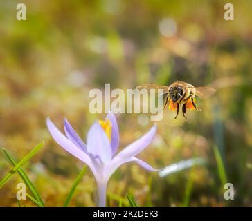 Bee flying to a purple crocus flower blossom Stock Photo