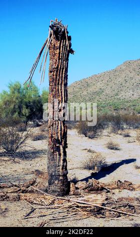 Dead saguaro cactus Stock Photo