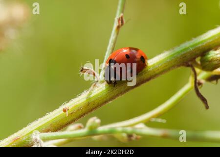 Ladybug on the tree is classified as a scarab Invertebrate There are many types and colors. Stock Photo