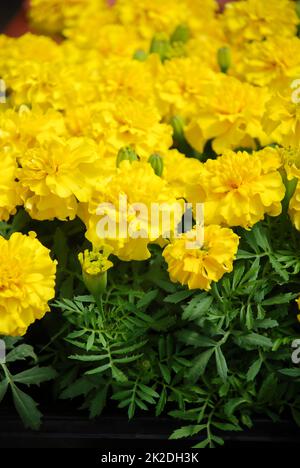 Tagetes patula French marigold in bloom, orange yellow flowers, green leaves Stock Photo