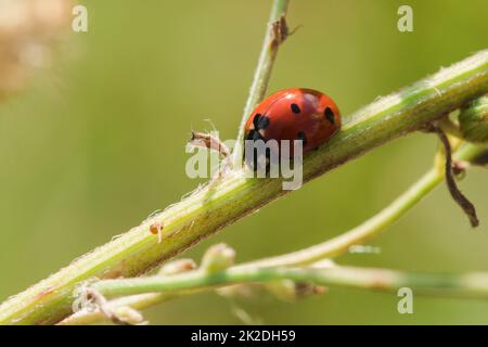 Ladybug on the tree is classified as a scarab Invertebrate There are many types and colors. Stock Photo