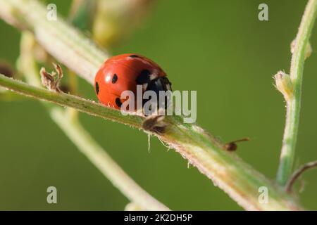 Ladybug on the tree is classified as a scarab Invertebrate There are many types and colors. Stock Photo