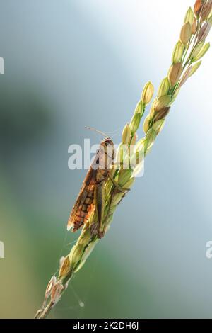 Small grasshoppers on the rice plant in nature Stock Photo