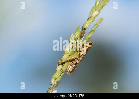 Small grasshoppers on the rice plant in nature Stock Photo
