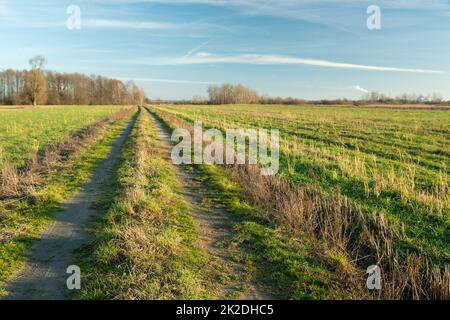 Dirt road through green fields, spring day Stock Photo