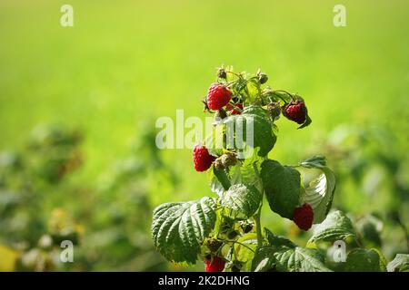 Branch of ripe red raspberries in a garden Stock Photo