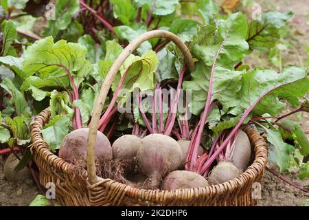 Fresh harvested beetroots in basket, organic beets with leaves growing on bed Stock Photo