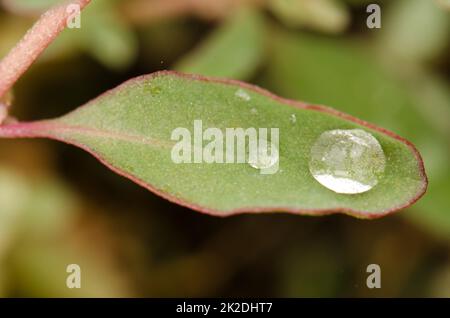 Australian saltbush leaf with water drops. Stock Photo