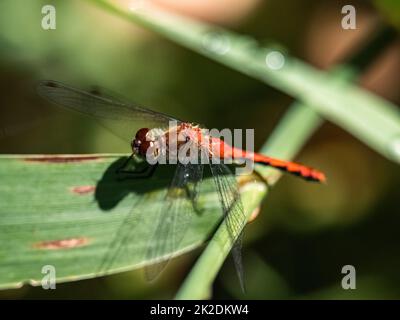 A Ruby Meadowhawk, Sympetrum rubicundulum, or similar meadowhawk dragonfly, resting on a leaf in Fish Hatchery Trail County Park, Hayward, Wisconsin. Stock Photo