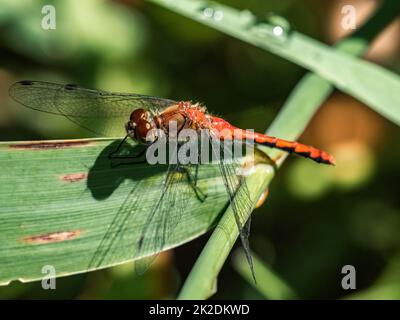 A Ruby Meadowhawk, Sympetrum rubicundulum, or similar meadowhawk dragonfly, resting on a leaf in Fish Hatchery Trail County Park, Hayward, Wisconsin. Stock Photo