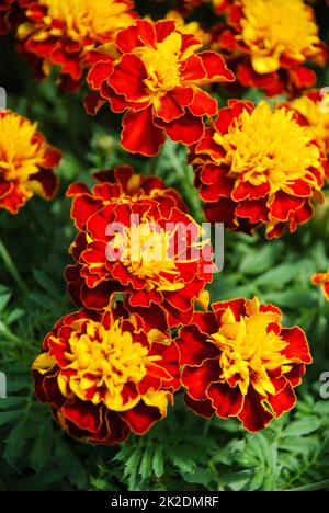 Tagetes patula French marigold in bloom, orange yellow flowers, green leaves Stock Photo