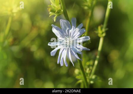 Blue Chicory Flowers, chicory wild flowers on the field. Blue flower on natural background. Flower of wild chicory endive . Cichorium intybus Stock Photo