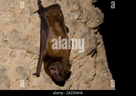 Greater noctule bat. Stock Photo