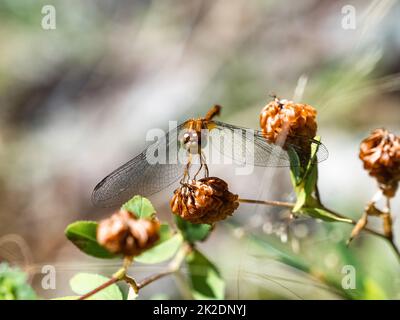 An autumn Meadowhawk dragonfly, Sympetrum vicinum, resting on a brown flower in Fish Hatchery Trail County Park, Hayward, Wisconsin. Stock Photo
