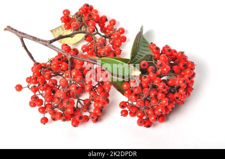 Cotoneaster fruit on a white background Stock Photo