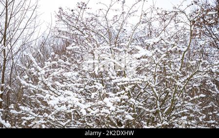 Trees in the Winter Stock Photo