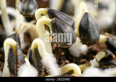 Common sunflowers, Helianthus annuus, sprouting from seed, in sunlight Stock Photo